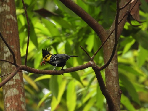 Yellow-cheeked Tit